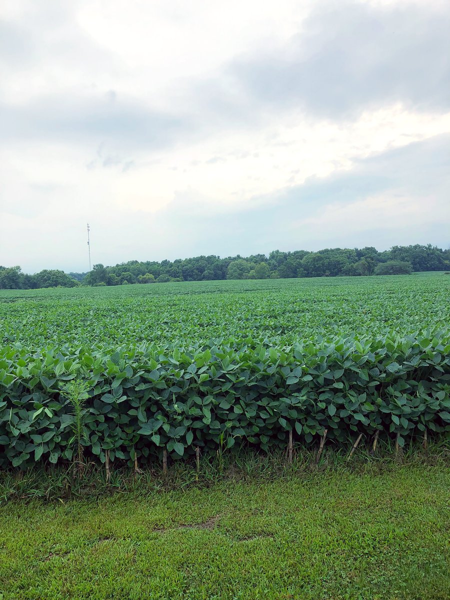 REAL ESTATE AUCTION - 91+/- ACRES IN 4 TRACTS IN KOSCIUSKO COUNTY, INDIANA